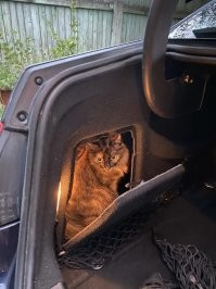 Котика Вам с лампой в автомобиле к такой истории