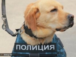 Иногда мне кажется, что у такой собаки мозгов в голове больше чем у полицейского.