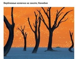 Уверены, что это - верблюжья колючка? Деревья, а не кустарники? Тогда Гугл врёт? ))