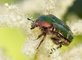 Неплохо, но мог бы сделать лучше...
Мое (кликабельно):