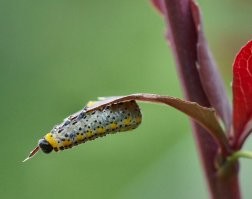 Неплохо, но мог бы сделать лучше...
Мое (кликабельно):