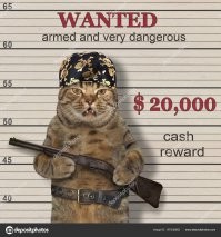 За всё время допроса кот не сказал полицейским дознавателям ни слова