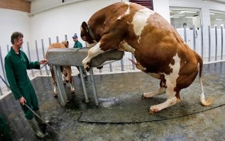 Тут скорее "как обманчив человек". Вы хоть точную копию перед быков поставьте, ноль внимания. А вот если намазать (чем-то из под хвоста) то и машину осеменит. Манекен который как правило оприходует бык или конь, или хряк, мало похож на их даму 
ps Прошу прощения,  если фото кого-то оскорбило.