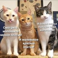 Коты дело говорят!