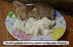 Смешные и познавательные картинки