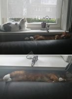 "Клянусь, рыжий кот - не мой"



Для него это не имеет значения. Просто потому, что, судя по всему, он уверен, что ты теперь – его.