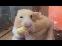 "Хомяк расправил плечи"))))))))))))))))))))))))))))))))))) сцуко, до слёз. Весь твой внутренний мир, одной фразой))))))))))))).  Ты так их по утрам будешь расправлять,  когда из под шконки вылезешь, перед помывкой параши))))))))))))) Али ты так выгибаисси, када примаш позу раком, штабы табе способней было дяржать, ато ты падла склизькая  Фу сцуко чёрт, твоя опущенность прорыла дно и продолжила копать ибо имя ей бесконечность 
Ты шта же шлюхо, в отказ решилось падла? А аватарку сменить?!!! Та бе ж чмо ты помойное, фоту твою выслали. Али ты стисняиси своих нахлонностей. То не тушуйся ж падло, твоё естество ни чем не прикроешь. Ты был рождён для анальных утех :sarcastichand: Ну раз расправило плечи, так и скажи - меньш неж за дванадцать процентов, сраку рвать не стану! :moil: Ну ничяво, не страшно, я тобой на опте отбашляю)))))))))) По рукам бить не будем, не хочу от тебя заразу подцепить. Достаточно устного соглашения  Так что готовь щёки хомяк и тренируй гибкость