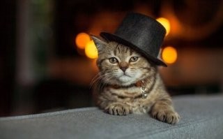 "Это не моя кошка!": коты, которые нагло и мило вторглись в дома людей