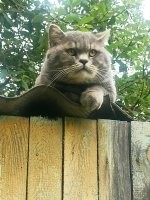 Эта наглая морда появилась у нас с месяц назад, сначала только кормился, а потом прорвался в дом и теперь там ночует,  смотрит на всех как на говно, но при этом очень ласковый с участка далеко не уходит, что с ним делать не знаю