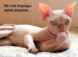"Это не моя кошка!": коты, которые нагло и мило вторглись в дома людей