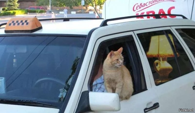 "Кот где-то задерживается. С лампой в такси не содют."

Вот: