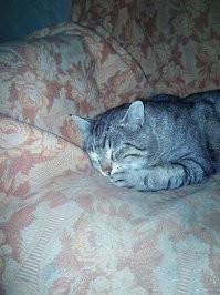 "Это не моя кошка!": коты, которые нагло и мило вторглись в дома людей