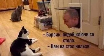 То коты в дом, а здесь хозяин в дом :   :)