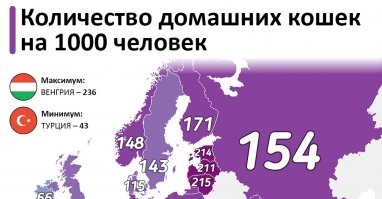 Непонял... А в Беларуси котов нет?