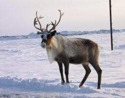 Я сейчас всем покажу, кто тут северный!!