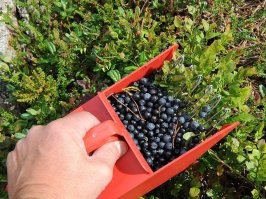 Короче им этот сбор достался примерно около 470 евро за килограмм. Круто попали...