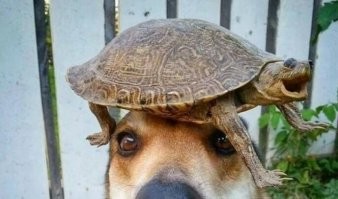 Черепахен вахуен