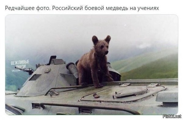 ТС, хорош врать: это не боевой медведь (пока) – это медвежонок-юнармеец!