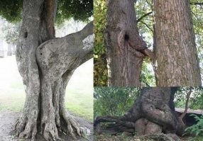 Вспомнился бородатый боян )