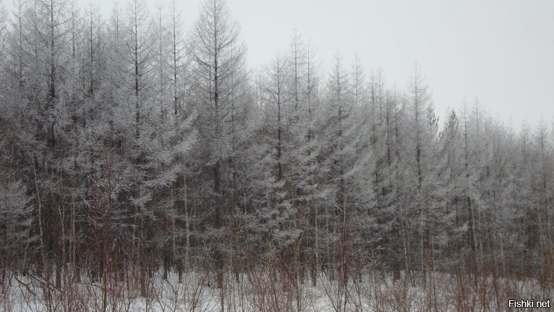 .
Никогда не забуду мою командировку в Совгавань в 2010-м году. Гостиницу "Совгавань", автостоянку за 200 рублей/ночь, ПСП Совгаваньский Завод ЖБИ и его владельца (сына мэра Совгавани), маяки в Ванино и дорогу, поражающую красотой окружающей природы, деревянными мостами и кусочками америки (асфальтом), изредка попадающимися на нашем пути.

Когда-нибудь, надеюсь повторить своё путешествие!

.