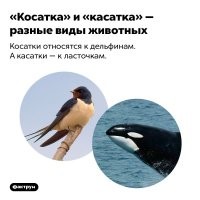 Косатка — настоящий космополит