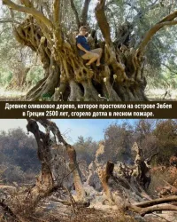 Люди - это вирус с непомерной короной на планете Земля.