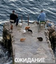 Вы рыбов покажете?