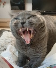 Моя кошка очень милая и ласковая, но вот так она зевает