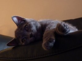 Моя кошка очень милая и ласковая, но вот так она зевает