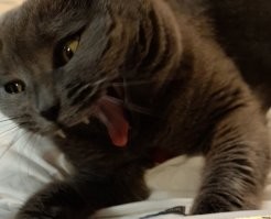 Моя кошка очень милая и ласковая, но вот так она зевает