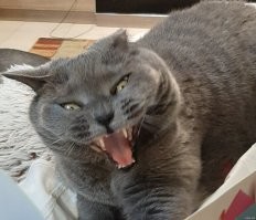 Моя кошка очень милая и ласковая, но вот так она зевает