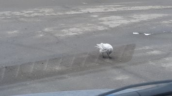 Два года возле дома встречал.