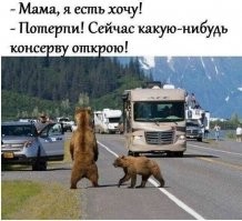 Голодный медведь забрался в несколько автомобилей в поисках перекуса 