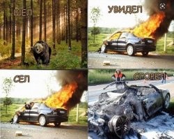 Голодный медведь забрался в несколько автомобилей в поисках перекуса 