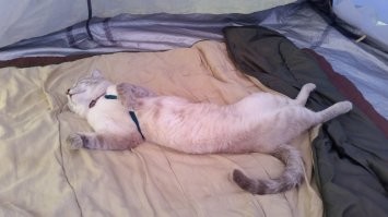 Мои тоже путешествуют)) В принципе они провели больше времени в палатке, чем в квартире))