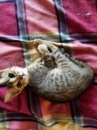 Моя Рыська спустя месяц.