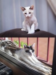 Моя котейка в тот день когда нашел при 40-градусной жаре без еды и воды и с ободраной кожей на лапке и 8 лет спустя.