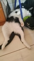 Наш , на юге в возрасте 3 месяцев пришел к нашему коттеджу и просился весь грязный и затравленный, 12 клещей и 2 болезни, вылечили отмыли, и забрали с собой. живёт 2 года ))