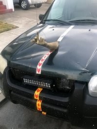 "Не правильная" "рука дружбы". Тут должны торчать первый поршень с загнутым шатуном, второй - с прямым, третий, четвёртый - загнуты.