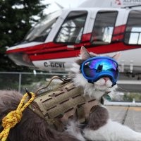 Профессиональный горноспасательный кот Гари - пожалуй круче всех.