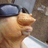 на куриное очко перед варкой похоже.