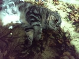 Моя скотина. Упрямый, хитрый, концерты по утрам. Столько раз я, глядя ему в глаза обещал его выкинуть, слишком беспокойства много доставляет. Но, видимо он в курсе того, что я никогда так не поступлю. А я ведь даже не люблю животных. Хозяин бросивший своего питомца достоин всяческого порицания. Отвратительное происшествие.