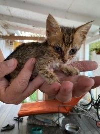 Недавнее приобретение. Нашел подъезжая к работе. Глаза были залеплены засохшим гноем. Бродила по дороге. Назвал Рысей. разница между 1 и 2 фото 1 день. Между 1 и 3 месяц.