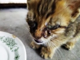 Недавнее приобретение. Нашел подъезжая к работе. Глаза были залеплены засохшим гноем. Бродила по дороге. Назвал Рысей. разница между 1 и 2 фото 1 день. Между 1 и 3 месяц.