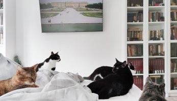 В голове не укладывается - это же не просто животное, это уже твой член семьи, можно сказать - роднуля. Переживаешь за него, заботишься, радуешься с ним.... А тут - взять и просто выбросить. В такие поменты отчётливо понимаешь, какие мрази есть на земле и почему в истории были возможны концлагеря, войны и прочие ужасы.

P.S.: на фото наши хвосты - мы место жительства меняли 5 раз и никогда не возникло даже мысли оставить их где-то. Они ж, как дети, любимки наши :)