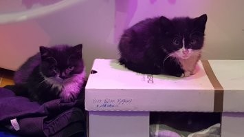 Первую выкладывал раньше, а вторая новая. Разница 3 года