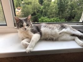 Он все время со мной и спит и встречает с работы, любит "поговорить".. с характером вообщем.  У него свои любимые "места"! Хоть и дворовый кот, но умный очень.
п.с. грелся? летом?.. я тебя понял))) Его в жару с окна не сгонишь))!!