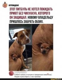 Алаверды.... И этот кот не грустный. он классный
