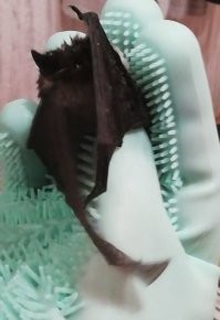 И сами вы не искренние, и гепард у вас ненастоящий.  А вот эта хрень летала у нас с женой в полвторого ночи по спальне. А то вампирские приколы знаю, поэтому, перед тем как взять за живое, напялил толстые перчатки. Мурлыкать не хотела, но шипела и злобно чирикала, а так же сильно кусалась, едва не прокусив перчатку. Выкинул обратно в окно