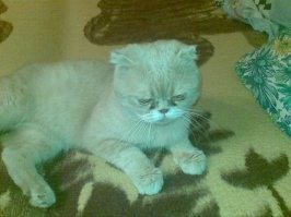 11 лет назад забрал этого кота у одной такой ....... Не думайте, что на первом фото котенок, ему три года. Был полный набор проблем - глисты, блохи, ушной клещ, атония желудка, мочекаменная болезнь. Больше двух лет непрерывное лечение, да и потом случались нередкие рецидивы. Второе фото - примерно через четыре года. Прожил со мной 11 лет, все эти годы был самым верным и преданным другом. 26 дней назад ушел на радугу, лавинообразное разрушение печени, врачи ничего не смогли сделать.... Мой самый лучший в мире кот Бонифаций...